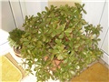 crasula